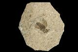 Fossil March Fly (Plecia) - Green River Formation #154426-1